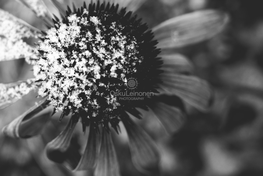 "Flower And Snow Black And White Photo II" stock image