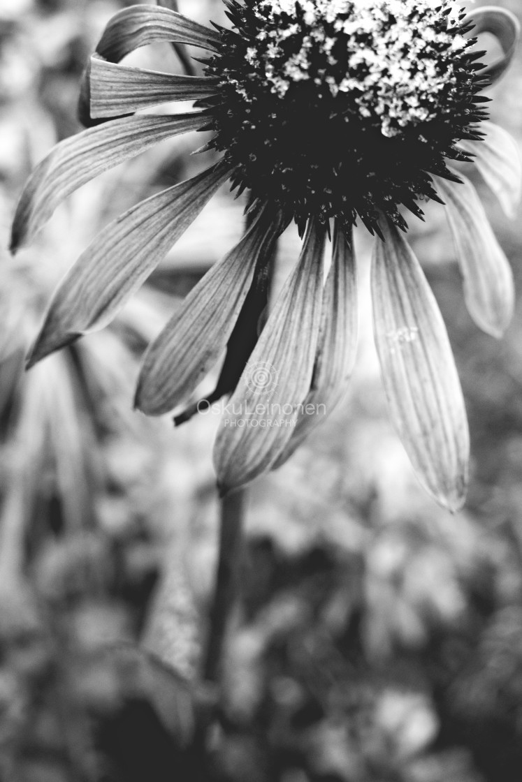 "Flower And Snow Black And White Photo I" stock image