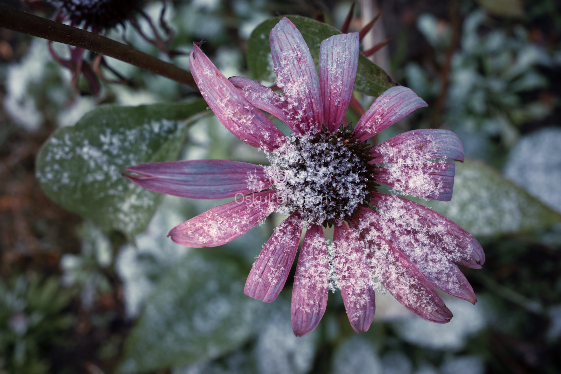 "Snow And Flower II" stock image