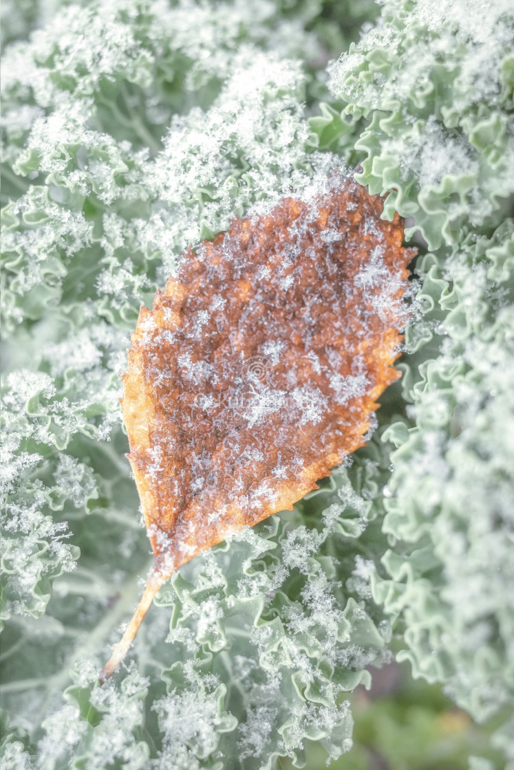 "Leaf And Ice I" stock image