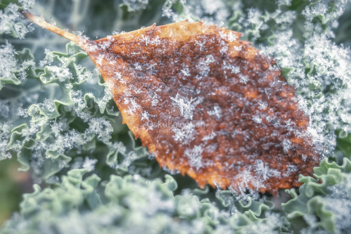 "Leaf And Ice II" stock image