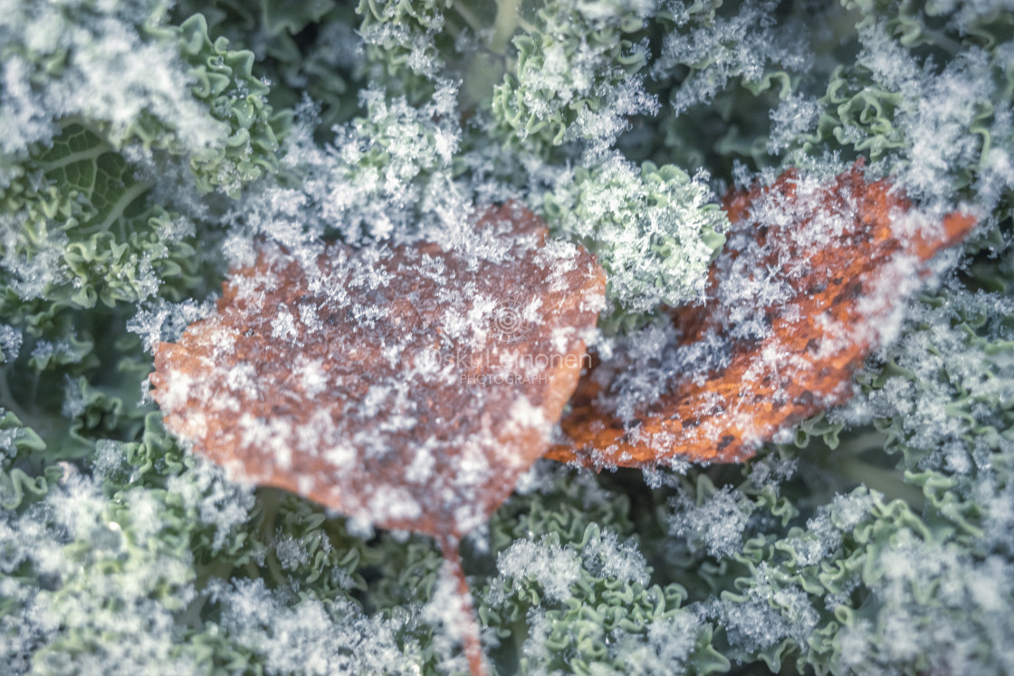 "Leaf And Ice III" stock image