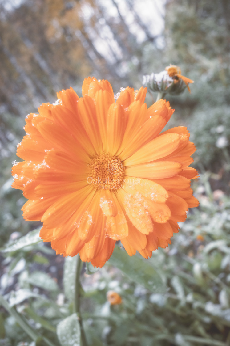 "Snow And Flower IV" stock image