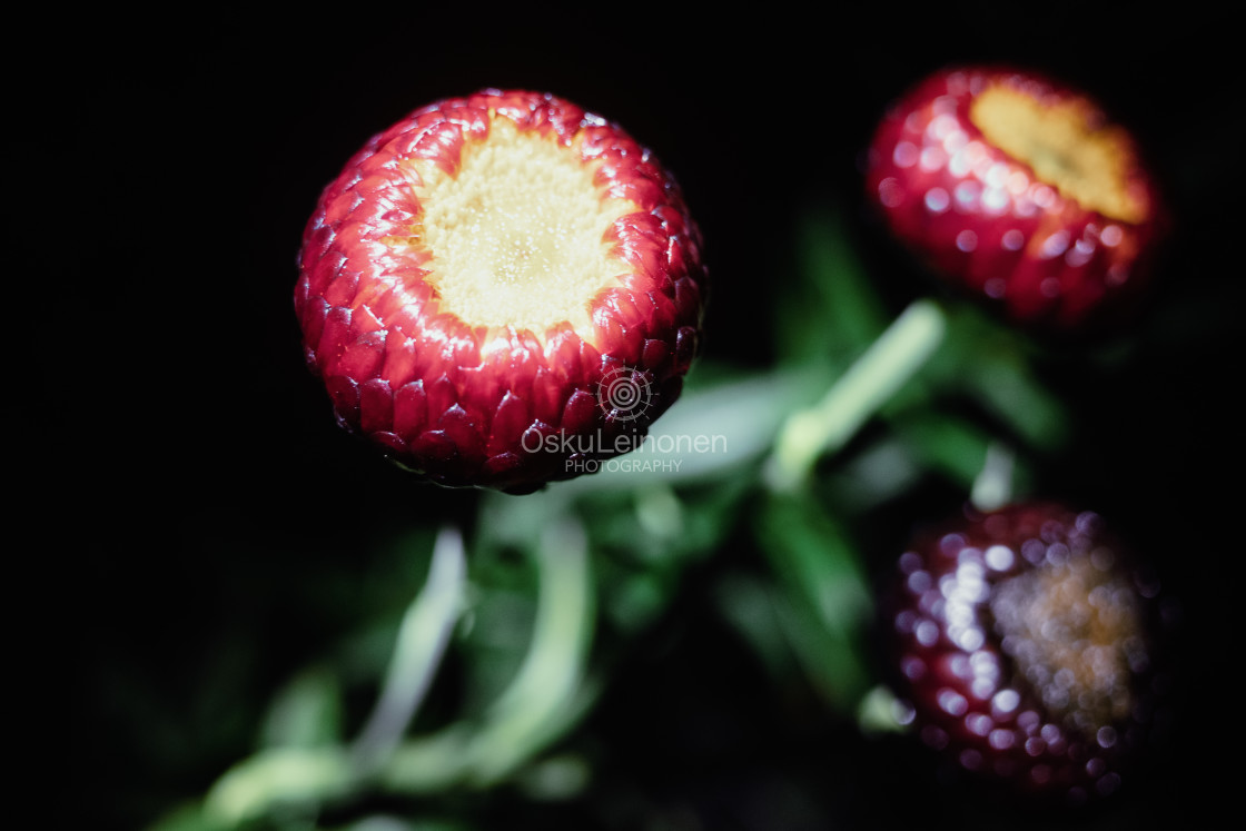 "Flowers At Night V" stock image