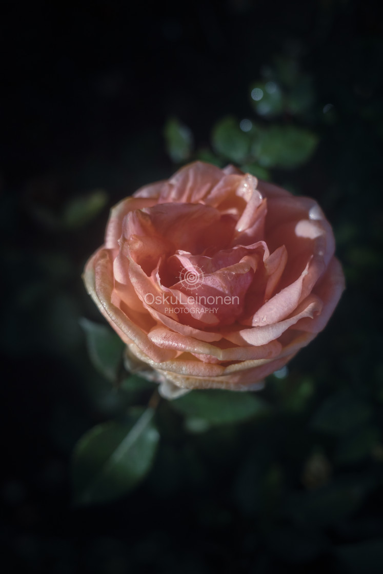 "Rose At Night IV" stock image