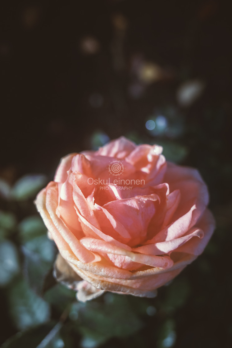 "Rose At Night II" stock image