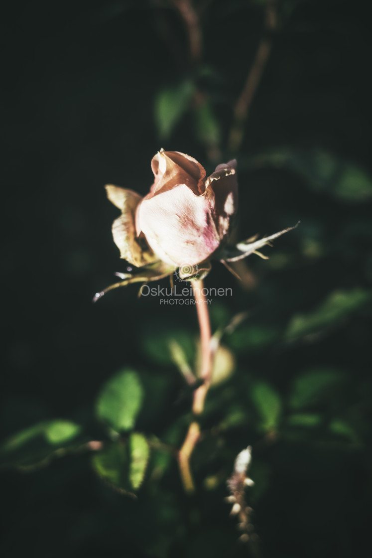 "Rose At Night I" stock image