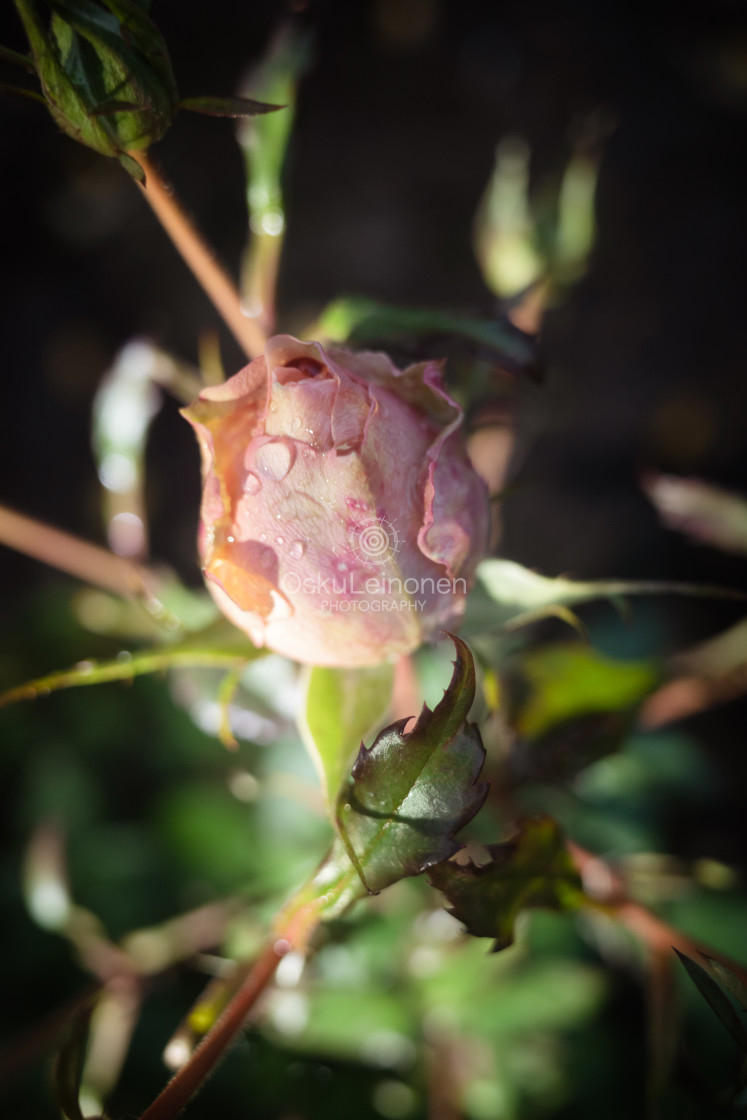 "Rose At Night XII" stock image