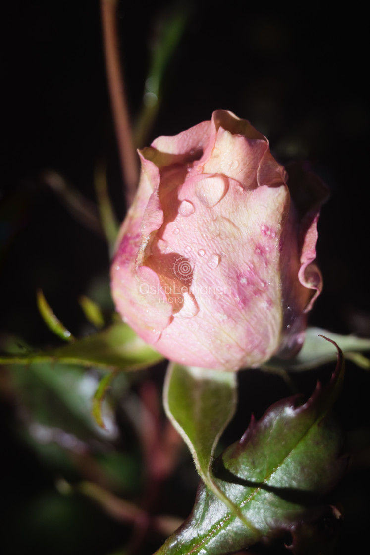 "Rose At Night X" stock image