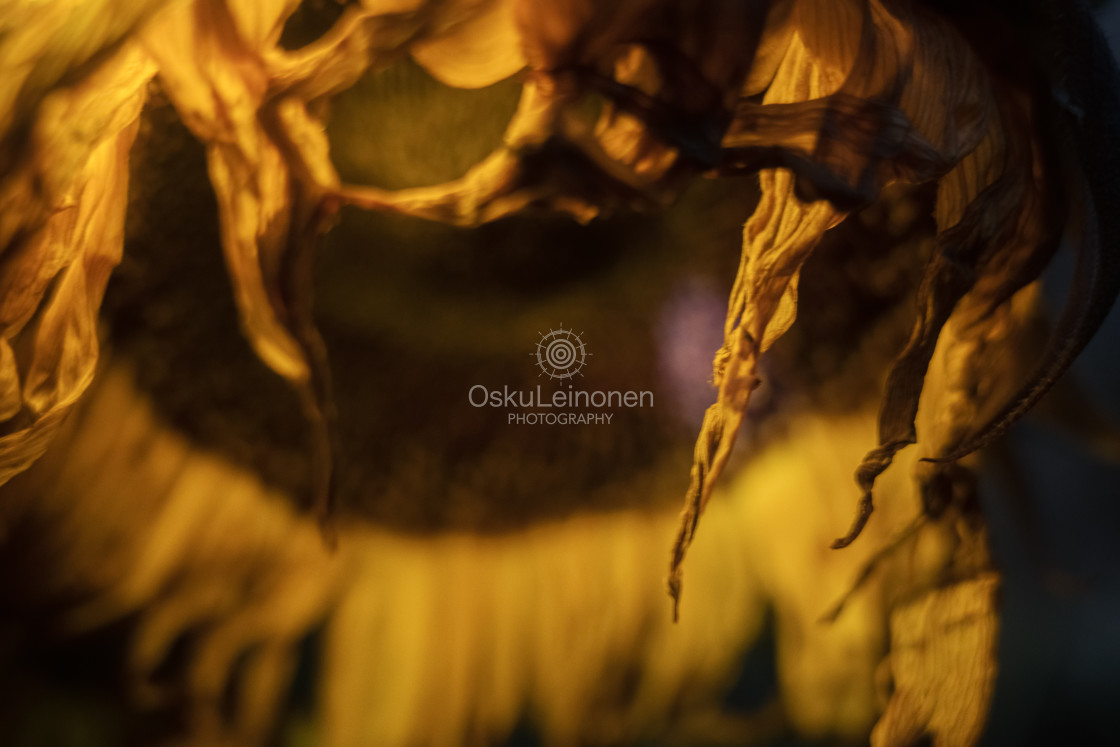 "Sunflower At Night VI" stock image