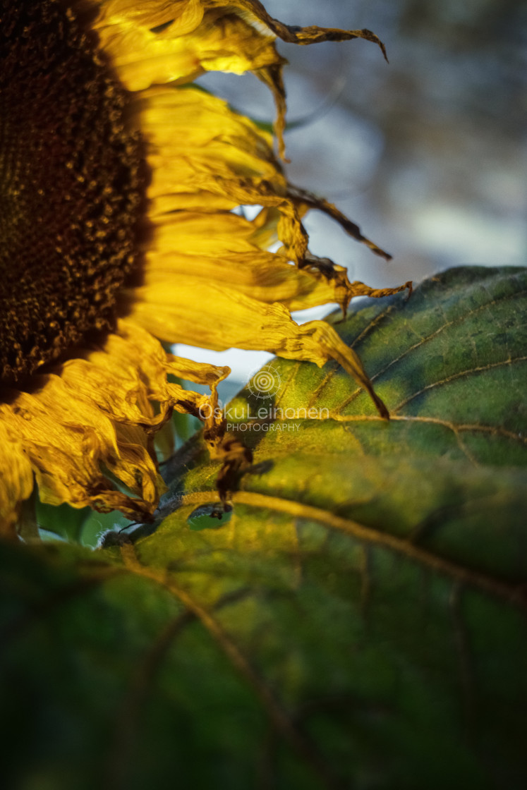 "Sunflower At Night VIII" stock image