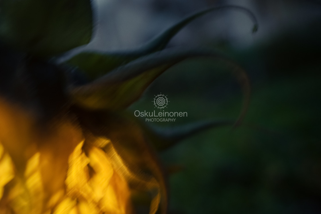 "Sunflower At Night V" stock image