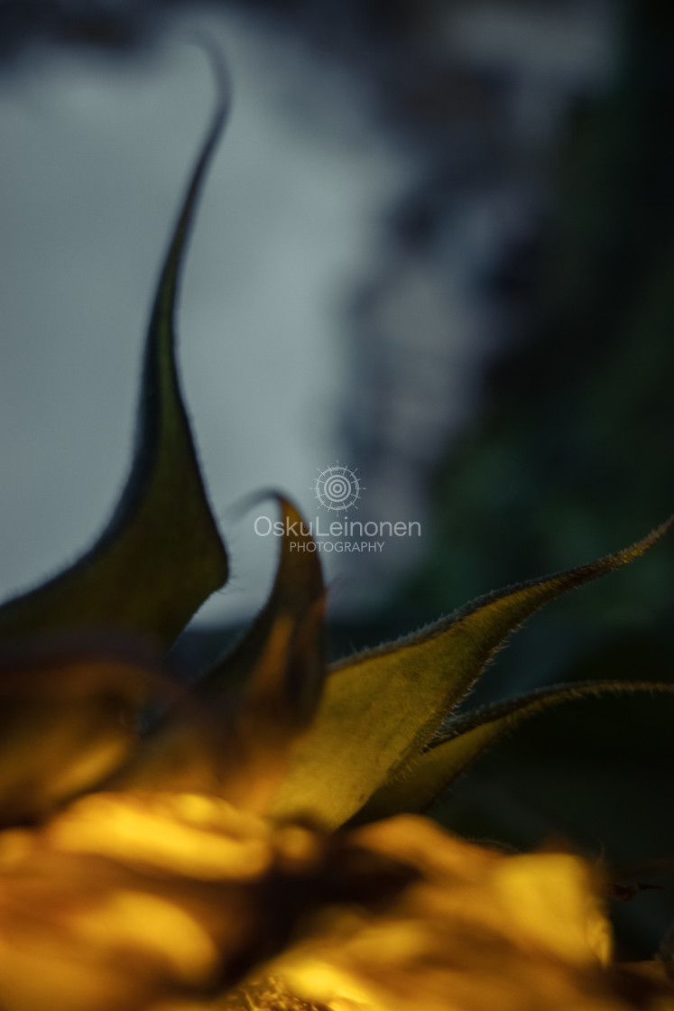 "Sunflower At Night III" stock image