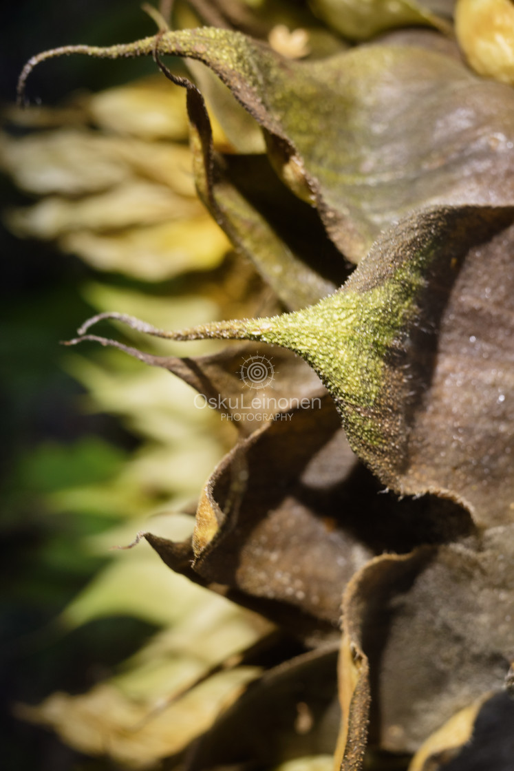 "Garden And Sunflower VI" stock image