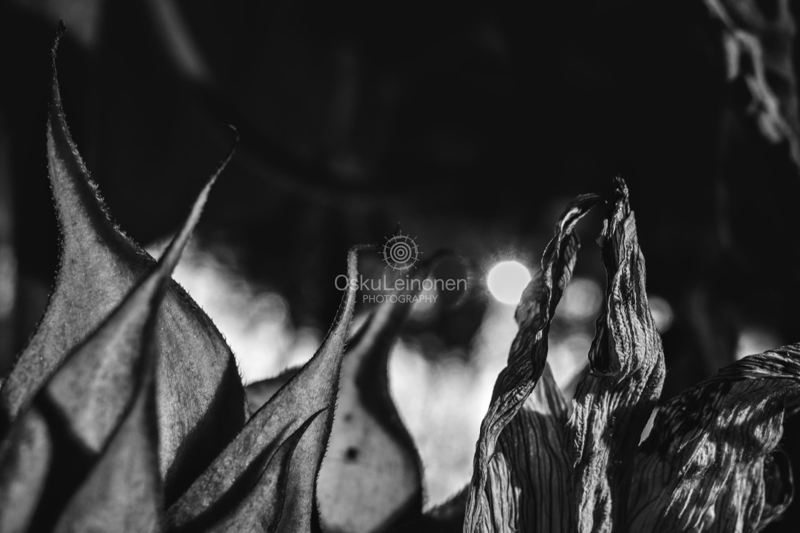 "Garden And Sunflower IV" stock image