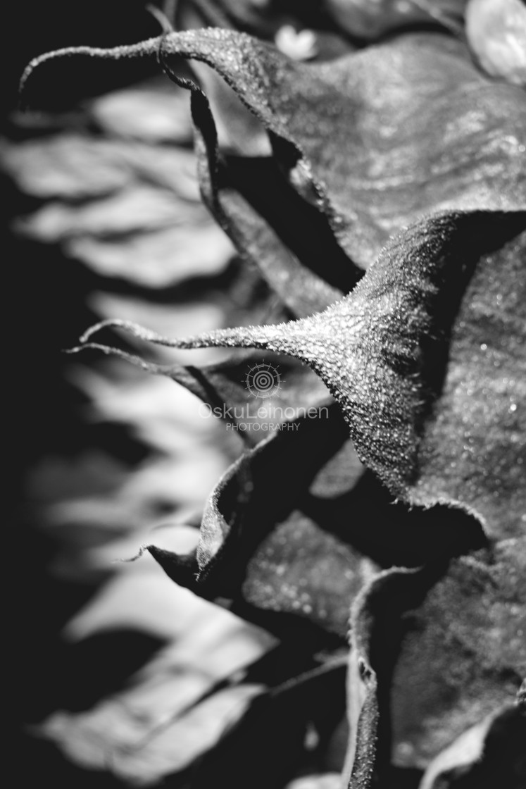 "Garden And Sunflower V" stock image