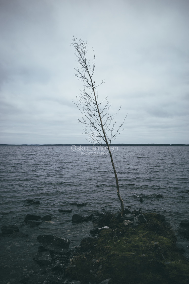 "Santalahti Coastline V (Solitary Tree)" stock image