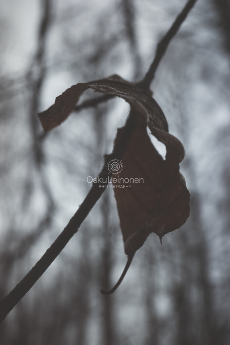 "Bog II (Dry Leaf)" stock image