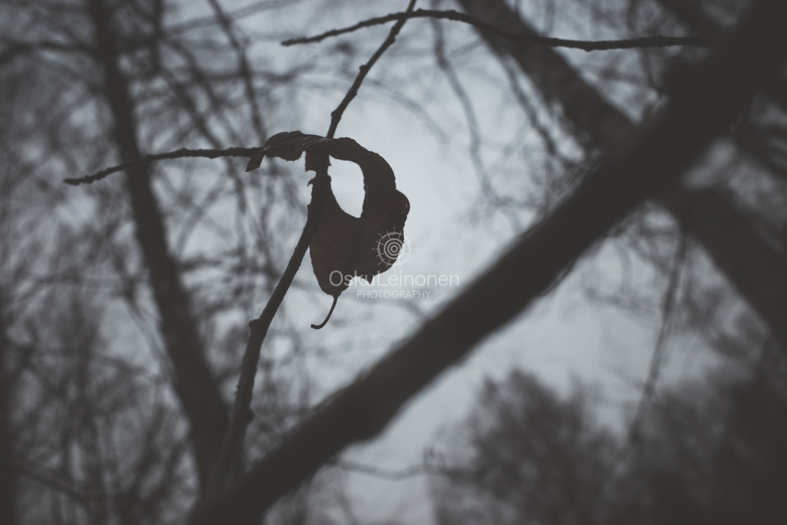 "Bog I (Dry Leaf)" stock image