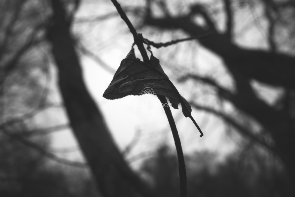 "Bog IV (Dry Leaf)" by Osku Leinonen Photography - $18.86 "Bog IV (Dry Leaf)" stock image