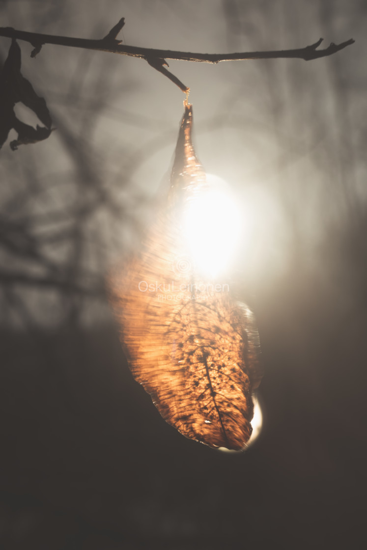 "Bog XIII (Leaf And Light)" by Osku Leinonen Photography - $18.86 "Bog XIII (Leaf And Light)" stock image