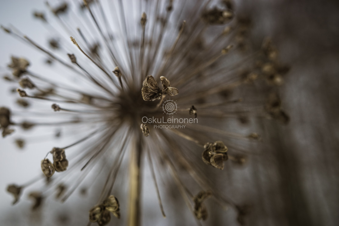 "Bare Fractal X (Plant)" stock image