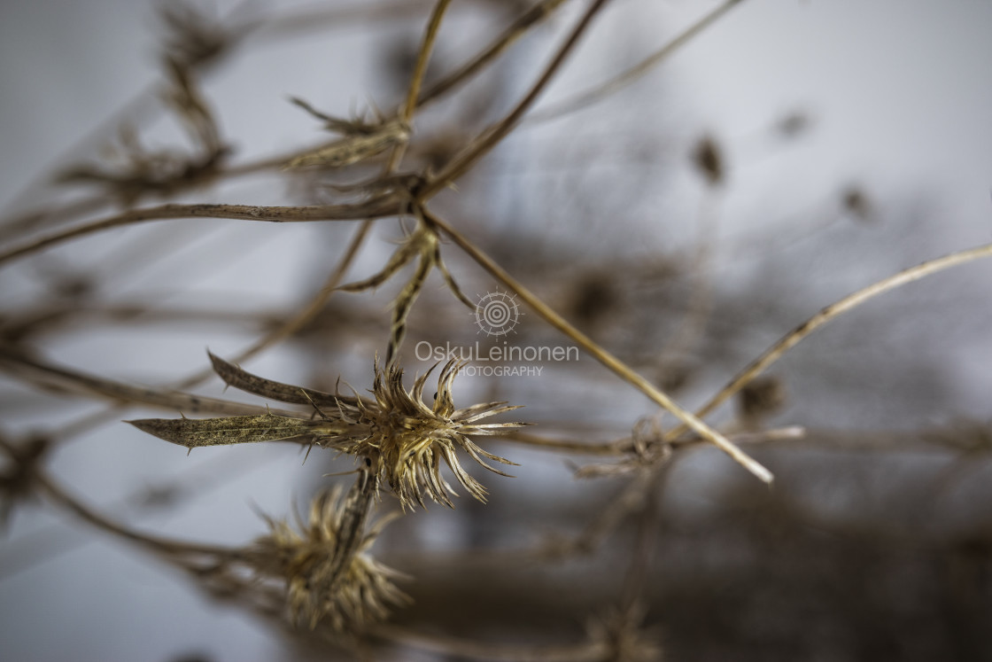 "Winter Plants IV" stock image