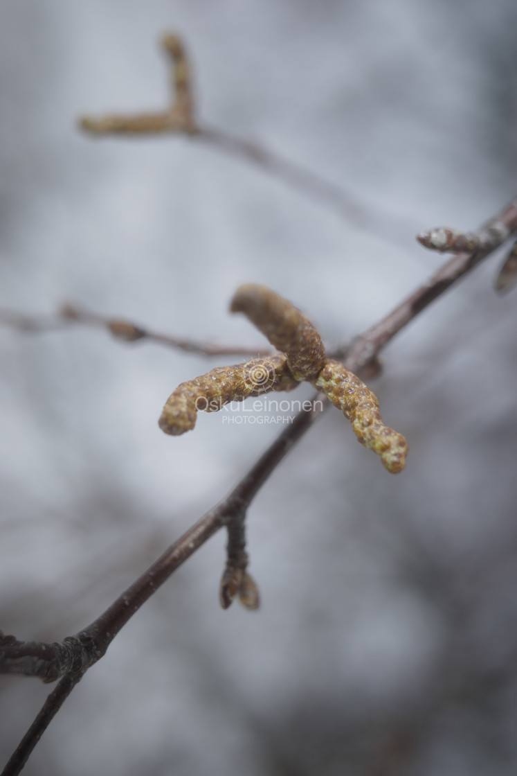 "Winter Still Life VI (Tree)" stock image