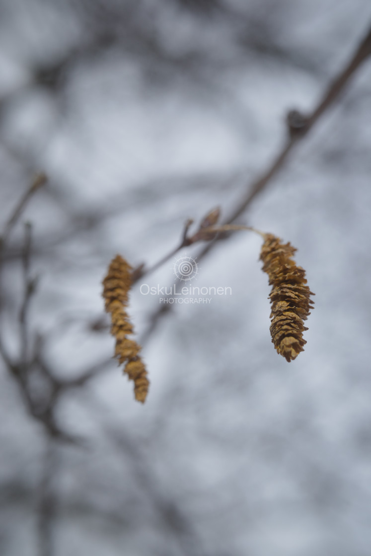 "Winter Still Life V (Tree)" stock image