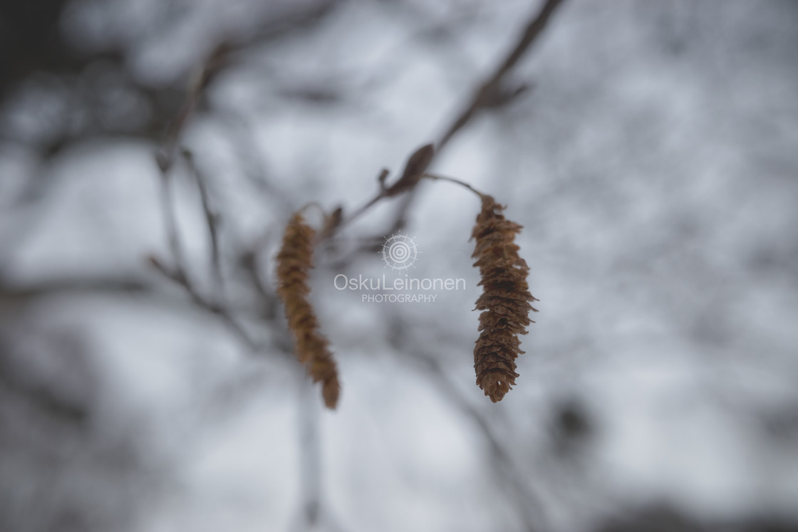 "Winter Still Life II (Tree)" stock image