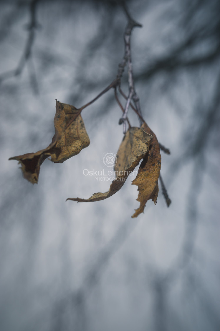 "Winter Still Life VII (Tree)" stock image