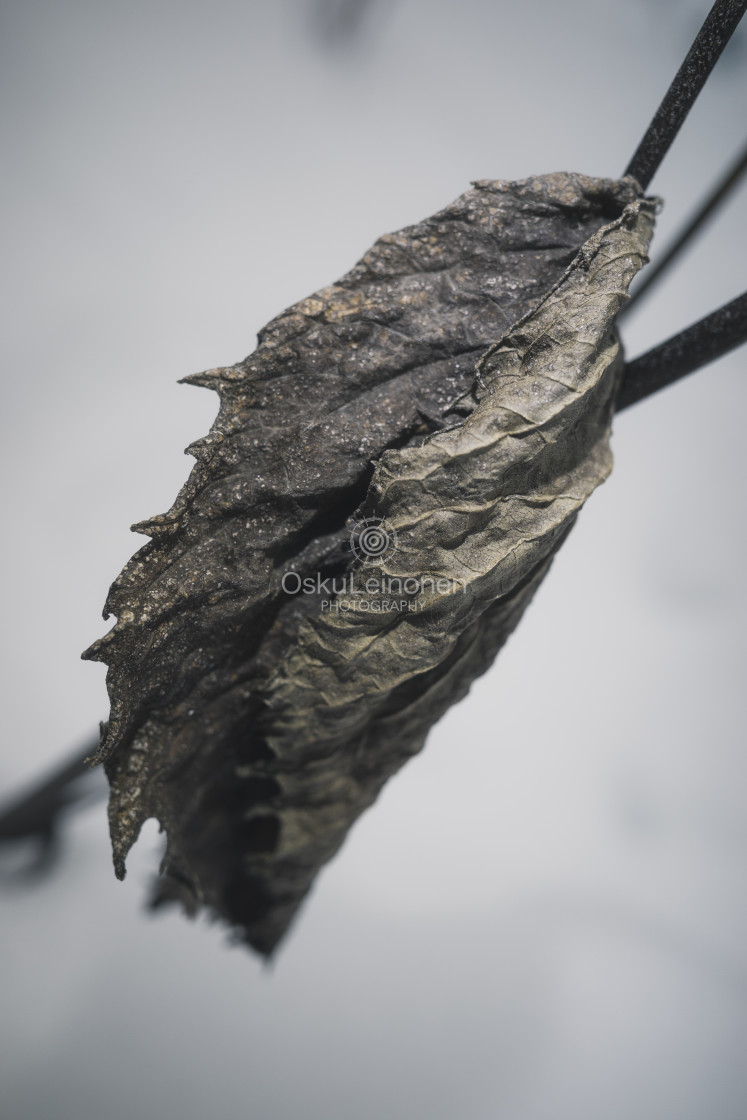 "Winter Still Life XI (Leaf)" stock image