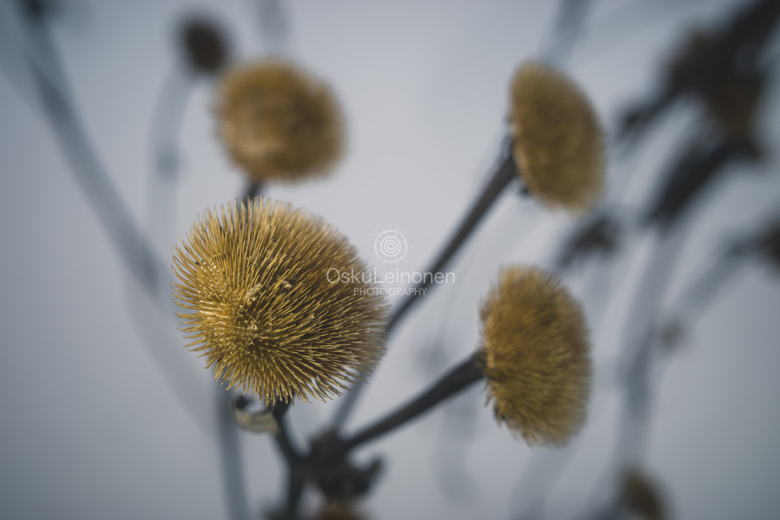 "Winter Still Life X (Flower)" stock image