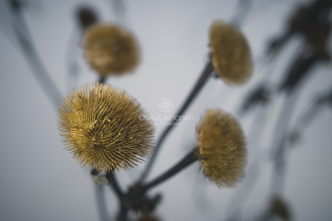 "Winter Still Life IX (Flower)" stock image