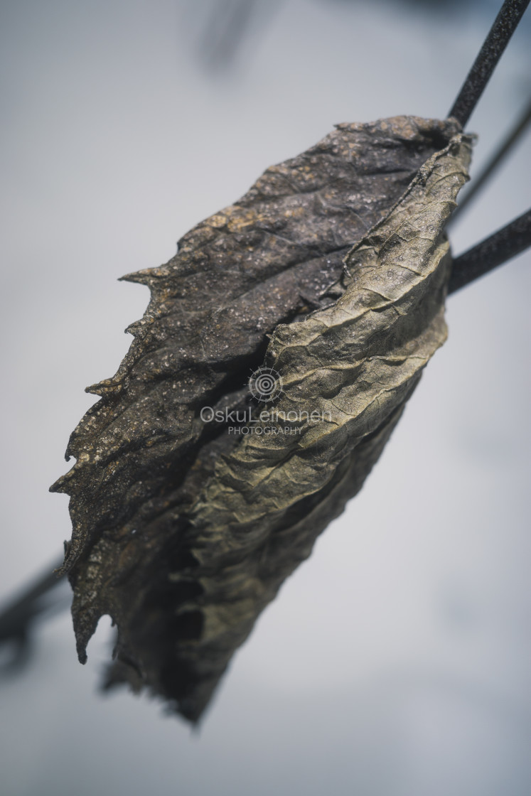 "Winter Still Life XII (Leaf)" stock image