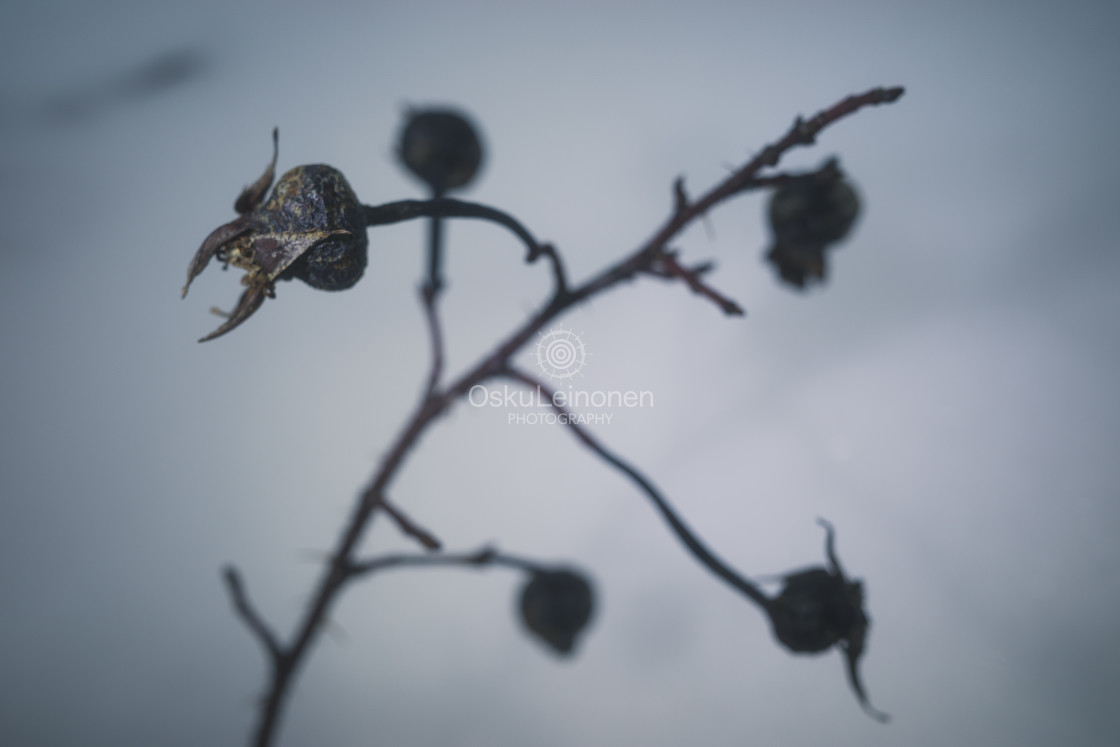 "Winter Still Life XV (Rose)" stock image