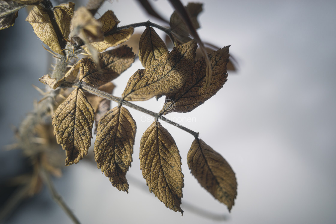 "Winter Still Life XVIII (Rose)" stock image