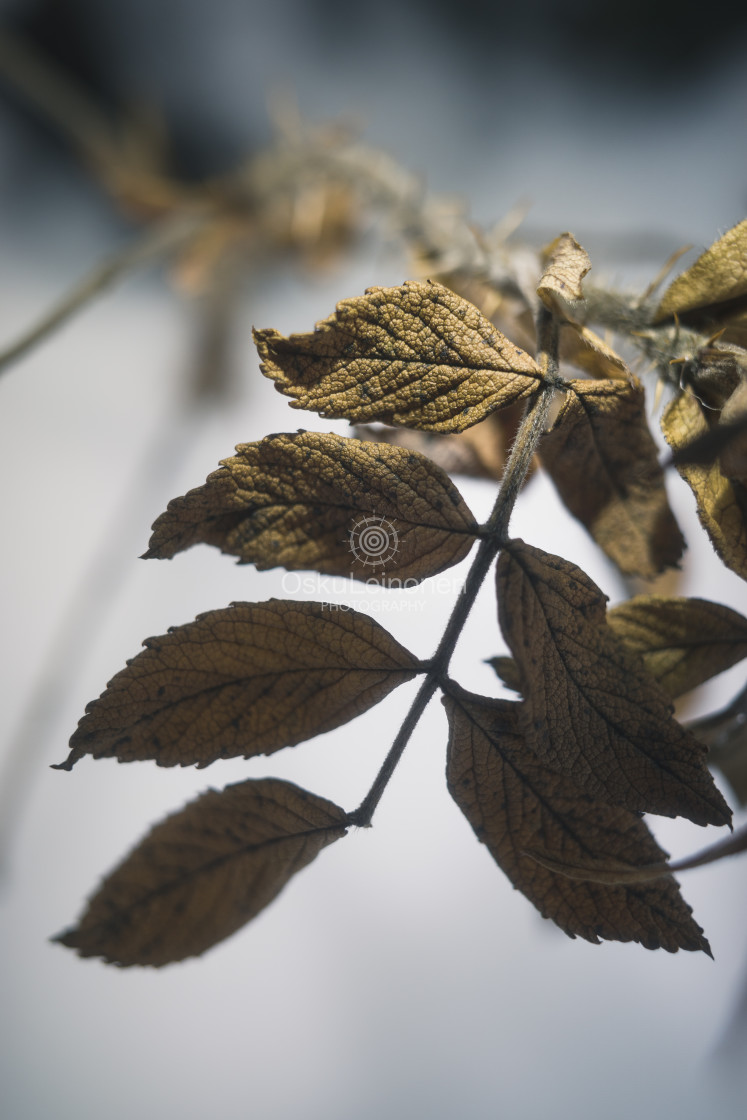 "Winter Still Life XIX (Rose)" stock image