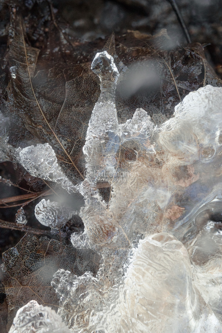 "Frozen Water I (Leaf)" stock image