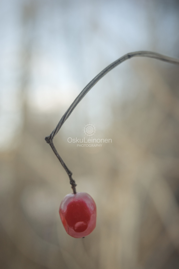 "Berries Of Spring III" stock image