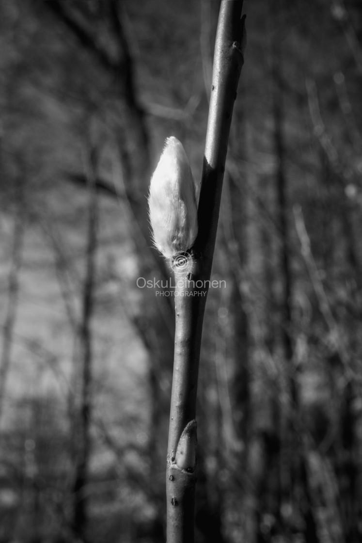 "Spring Twig (Willow Tree)" stock image