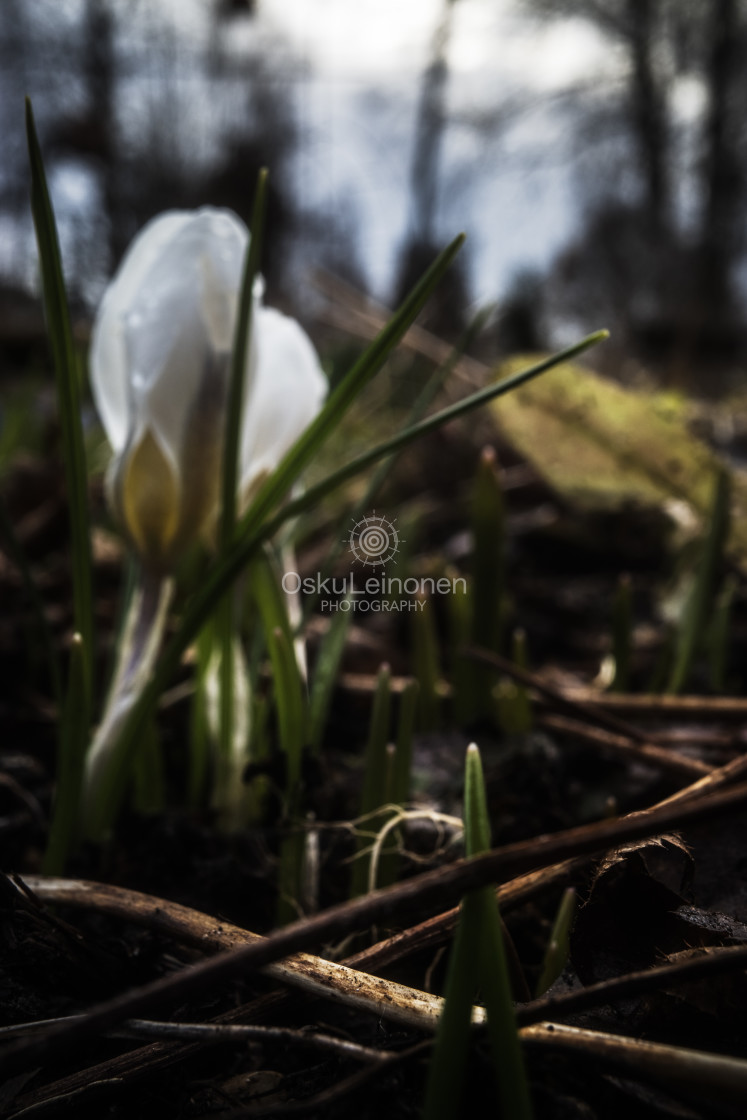 "Spring Garden III (White Flower)" stock image