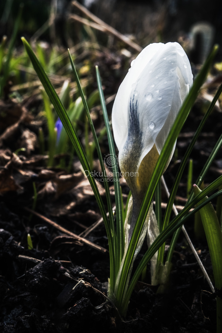 "Spring Garden IX (White Flower)" stock image