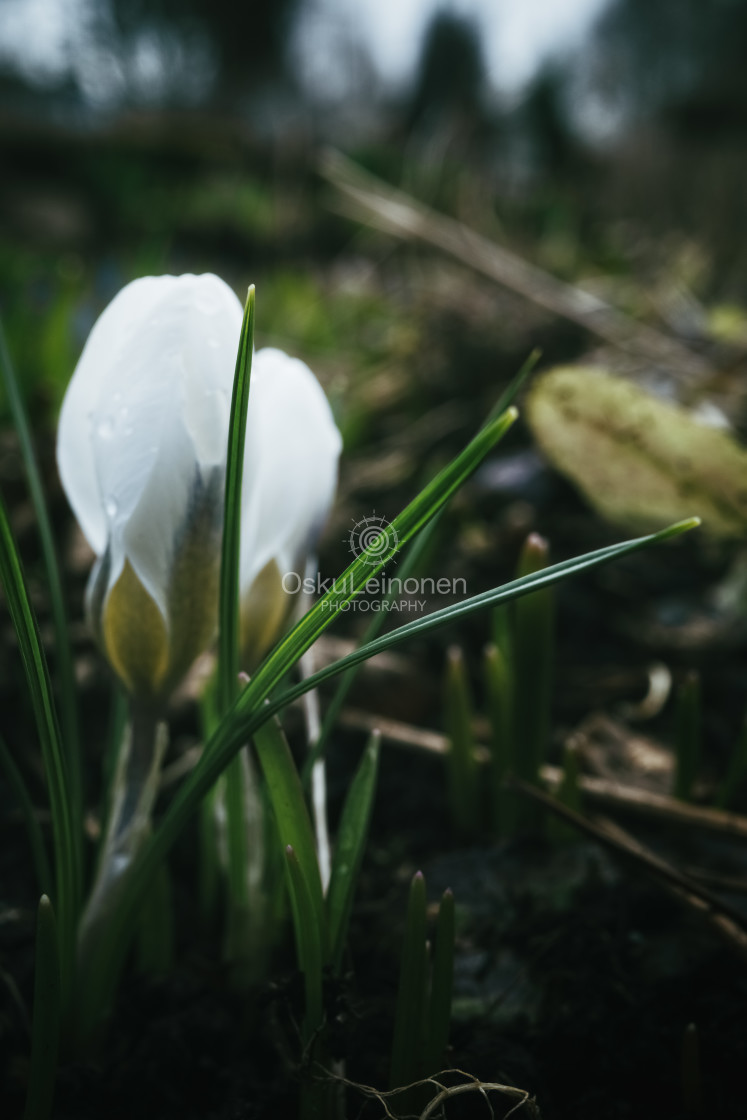 "Grass Stalk And White Flower" stock image