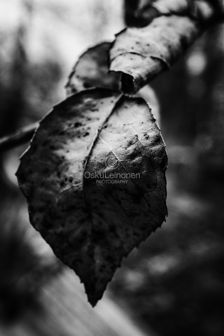 "Old Leaf I (Black And White)" stock image