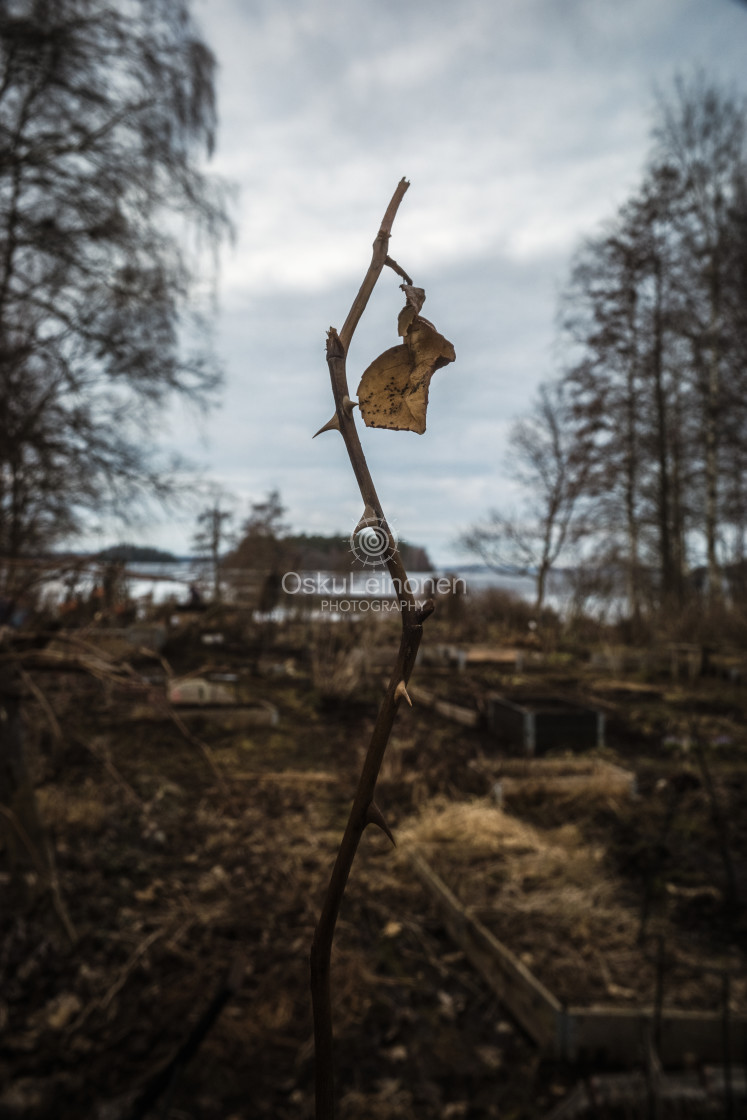 "Old Leaf III (Higher)" stock image