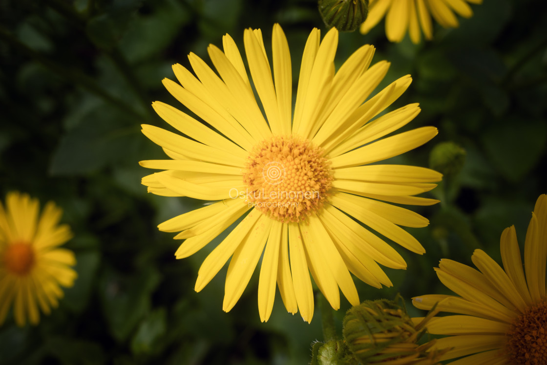 "Astonishing Yellow Flower" stock image