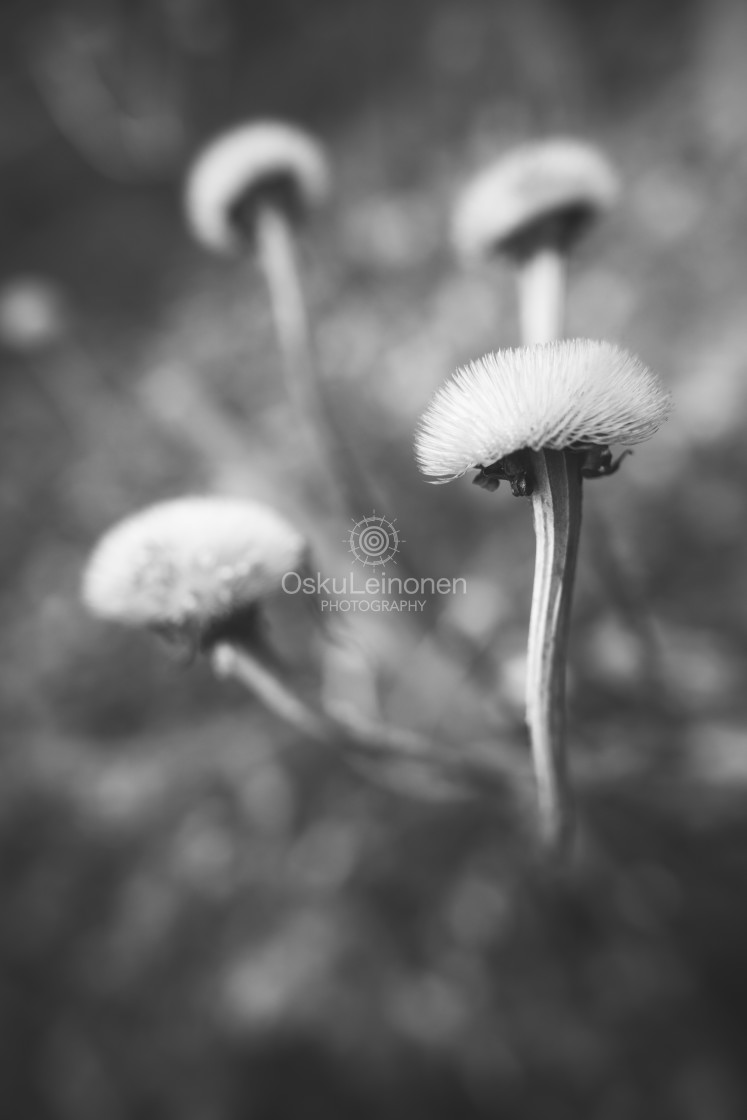 "Twelve Bokeh Flowers VIII" stock image