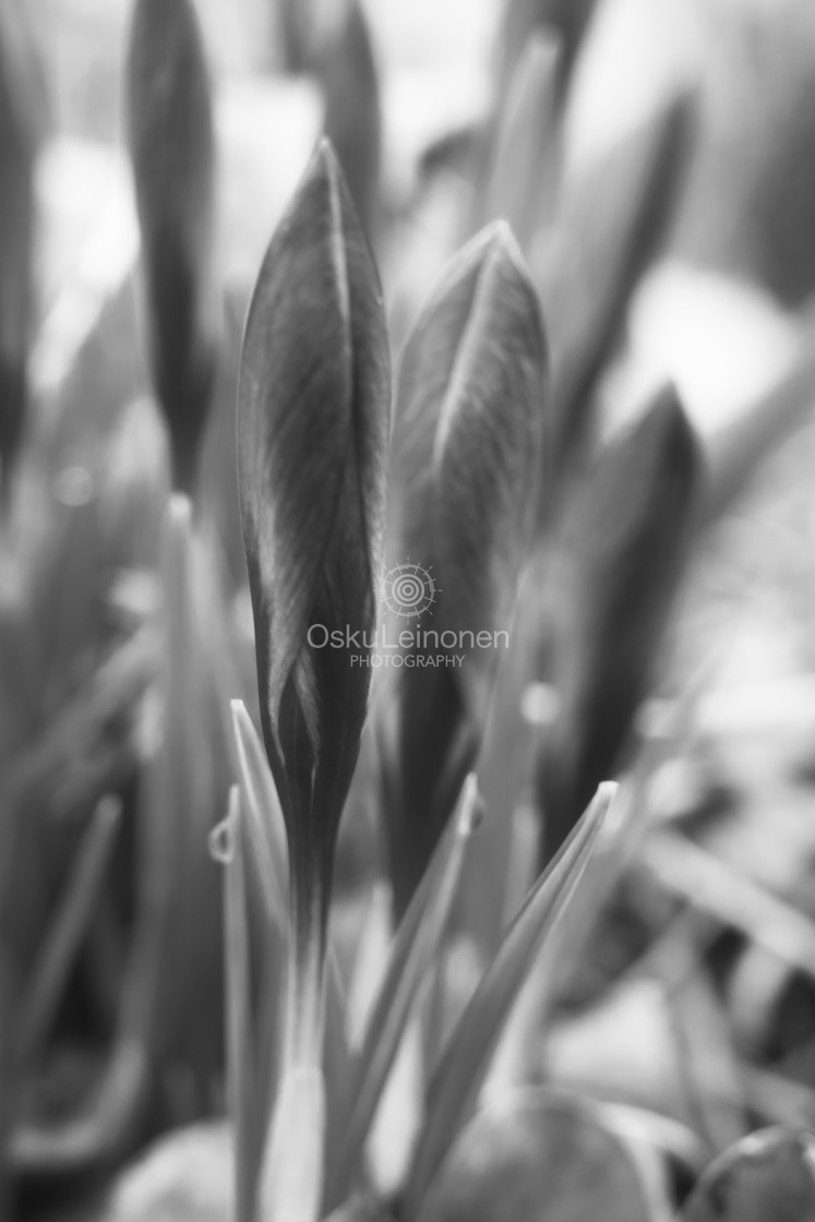 "Twelve Bokeh Flowers VII" stock image