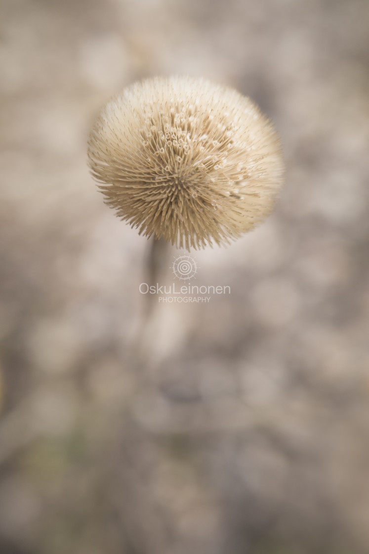 "Twelve Bokeh Flowers III" stock image